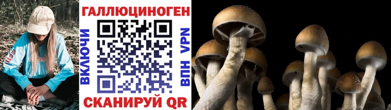 Псилоцибиновые грибы мицелий Лермонтов